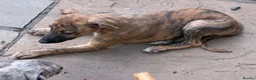 Whippet dogs for sale: Male whippet pups available  - Advert 4