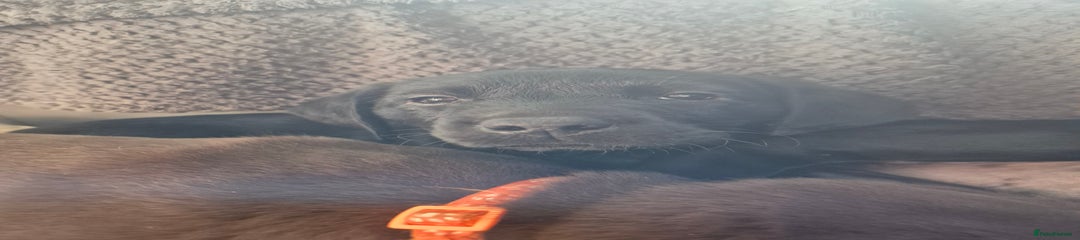 Labrador Retriever Puppy 4