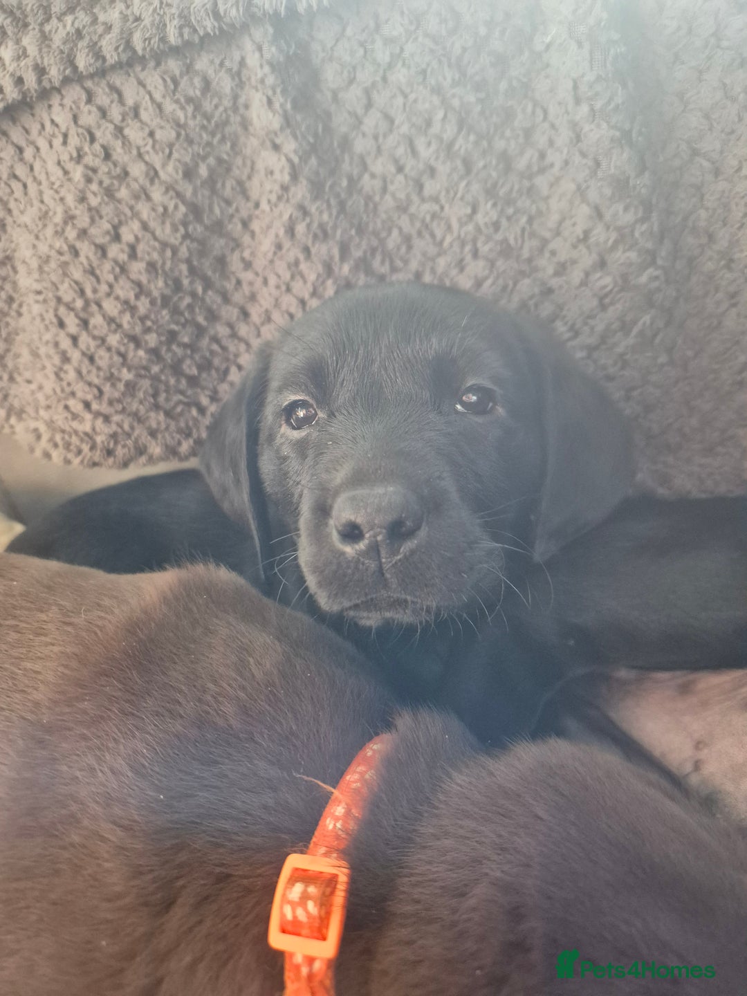 Labrador Retriever dogs for sale: Labrador  - Image 3