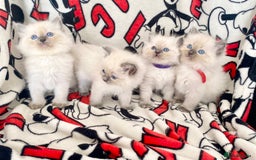 Ragdoll cats for sale: Ragdoll kittens Ready wednesday ❤️ - Image 1