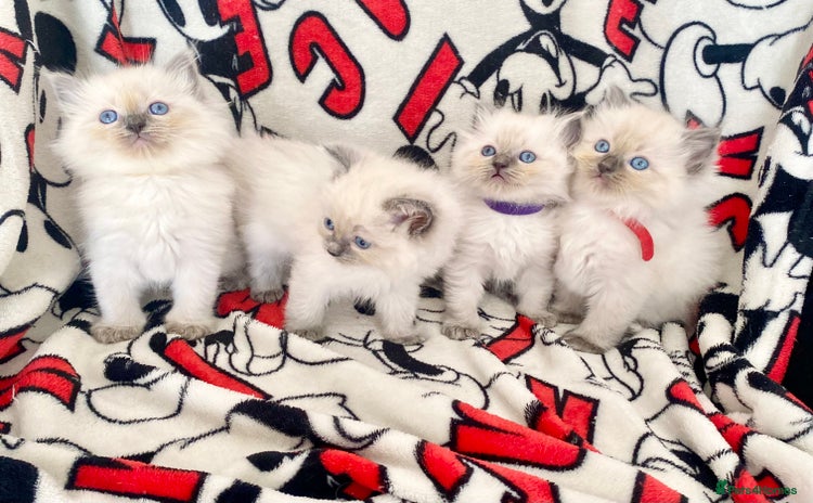 Ragdoll cats - Advert 3