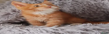 Maine Coon 1