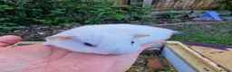 Guinea Pig rodents for sale: White 5 weeks  in Canterbury - Advert 3