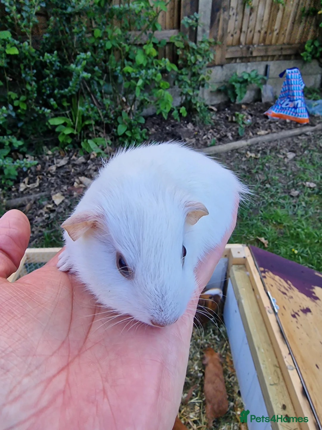 Guinea Pig rodents for sale: White 5 weeks  in Canterbury - Advert 3