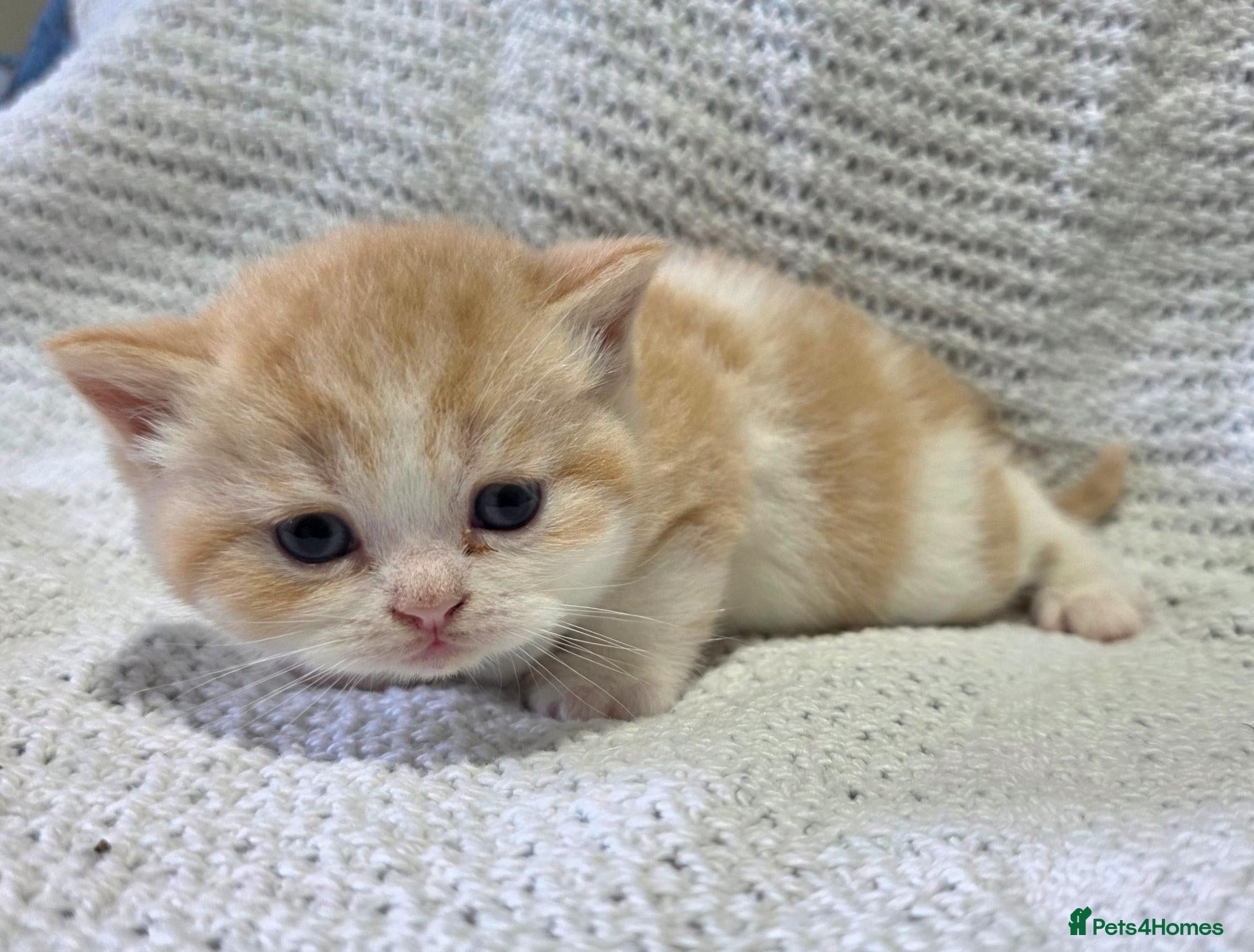 British Shorthair cats Beautiful pedigree british shorthair kittens - Advert 2