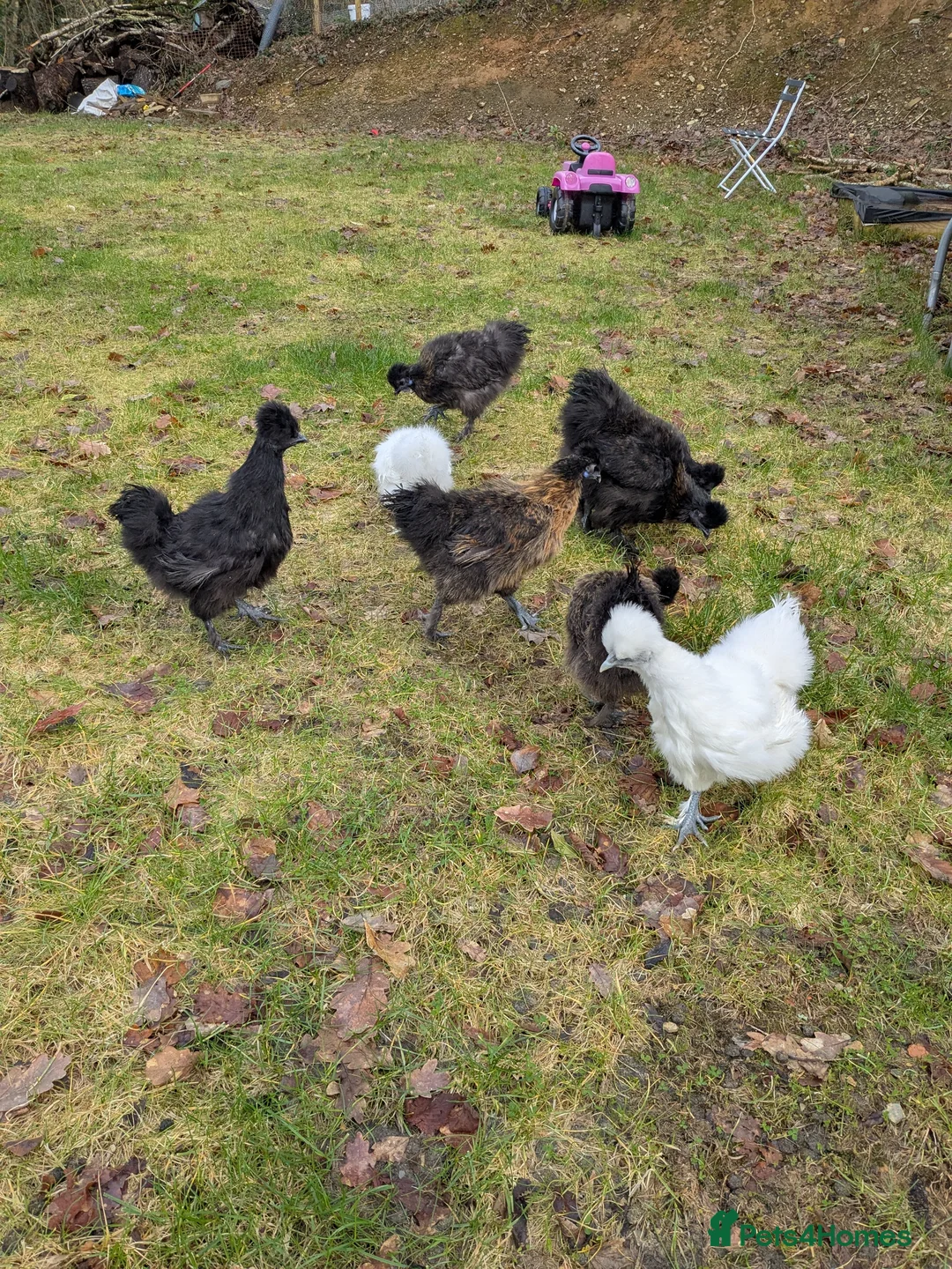 Chickens poultry for sale: Silke pullets and cockerels  - Advert 1