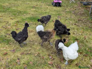 Chickens poultry Silke pullets and cockerels - Advert 18