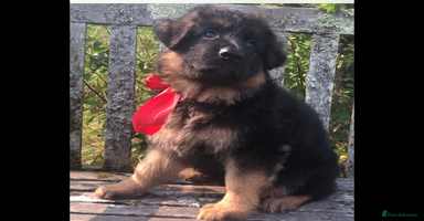 German Shepherd dogs - Advert 11