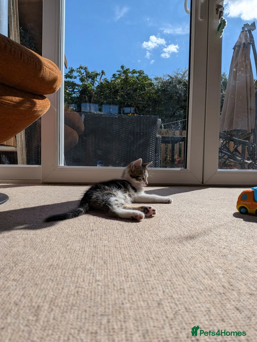 Mixed Breed cats for sale: Rescue kitty - approx 9 weeks - Advert 2