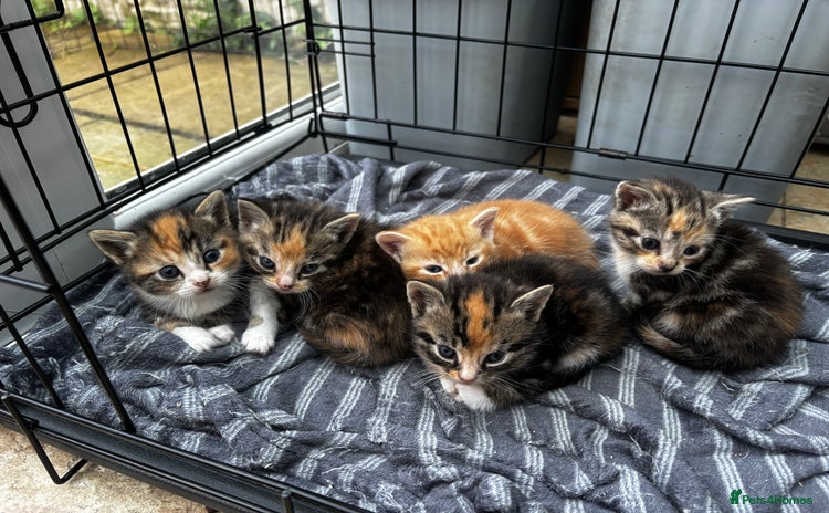 Mixed Breed cats - Advert 3