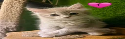 Mixed Breed cats for sale: Beautiful litter of fluffy kittens  - Advert 8