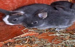 Mini Lop rabbits for sale: Mini lop - Image 5