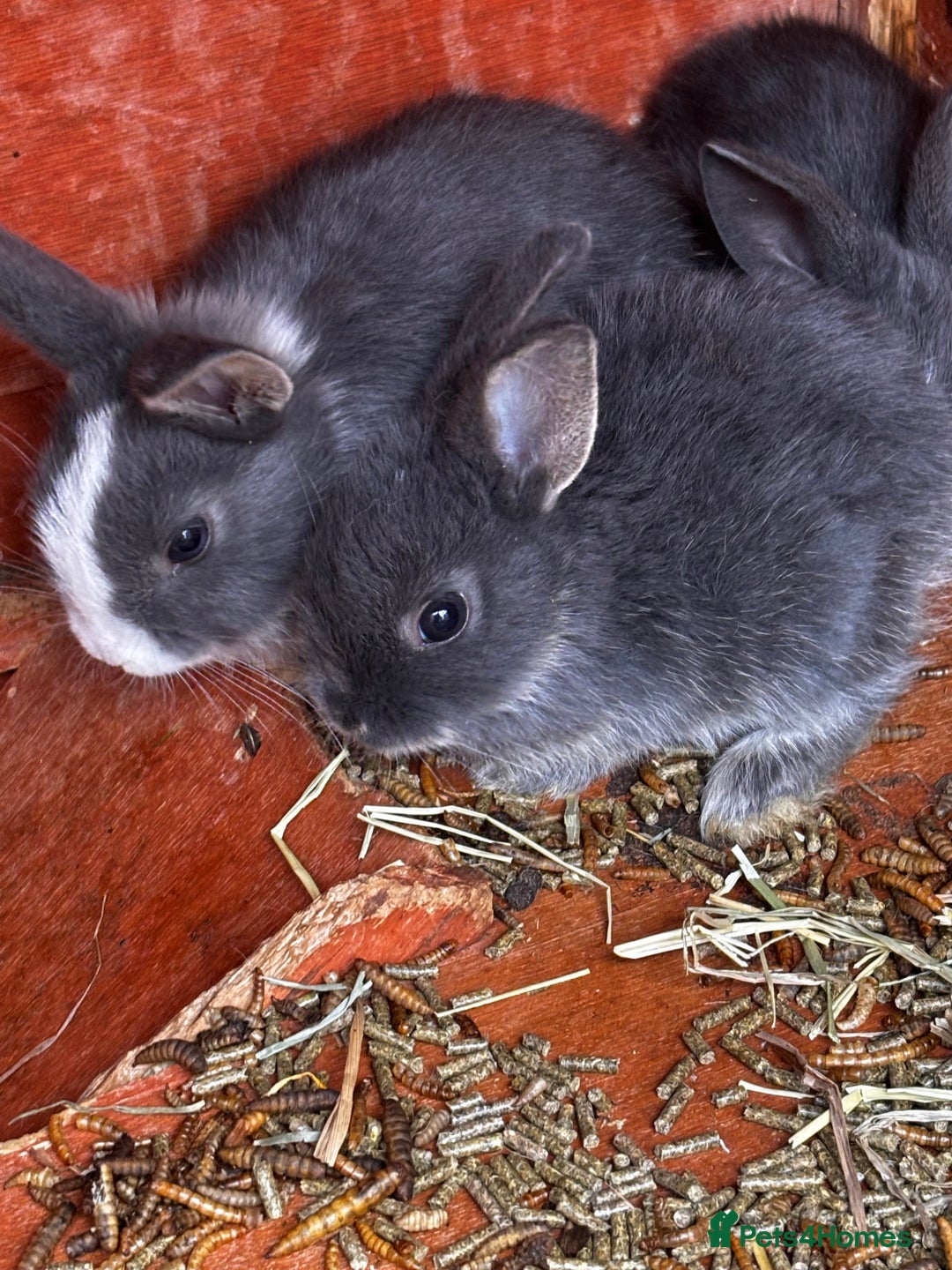 Mini Lop rabbits for sale: Mini lop - Image 5