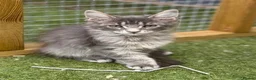 Maine Coon cats for sale: Stunning GCCF Registered Maine Coon Kittens  - Advert 7