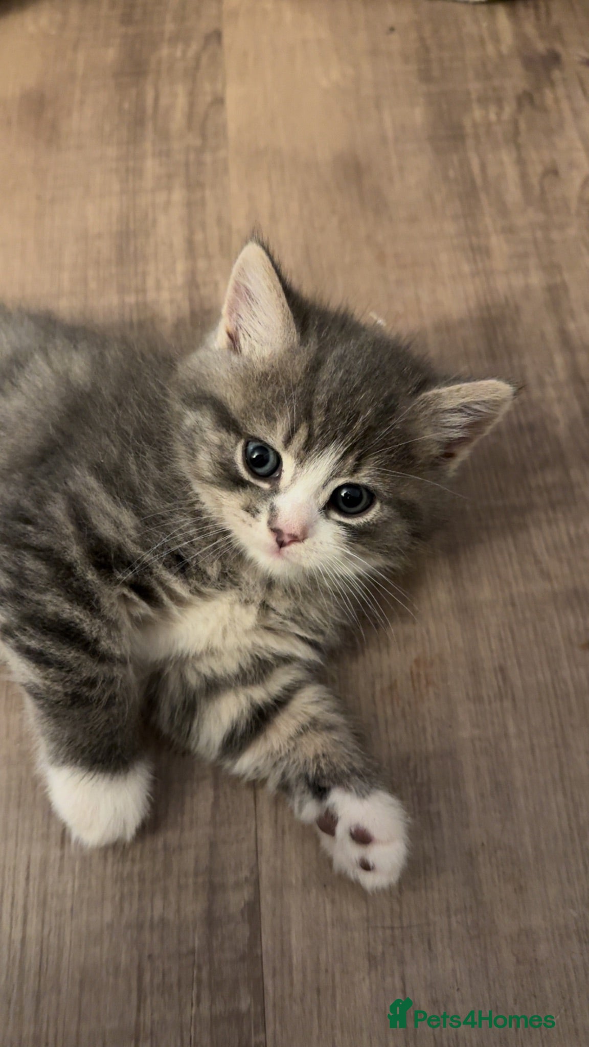 British Shorthair cats 3/4 British Shorthair Kittens - Ready to go - Advert 2