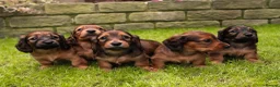 Miniature Dachshund dogs for sale: Champion Lines, Longhaired Miniature dachshunds - Advert 2