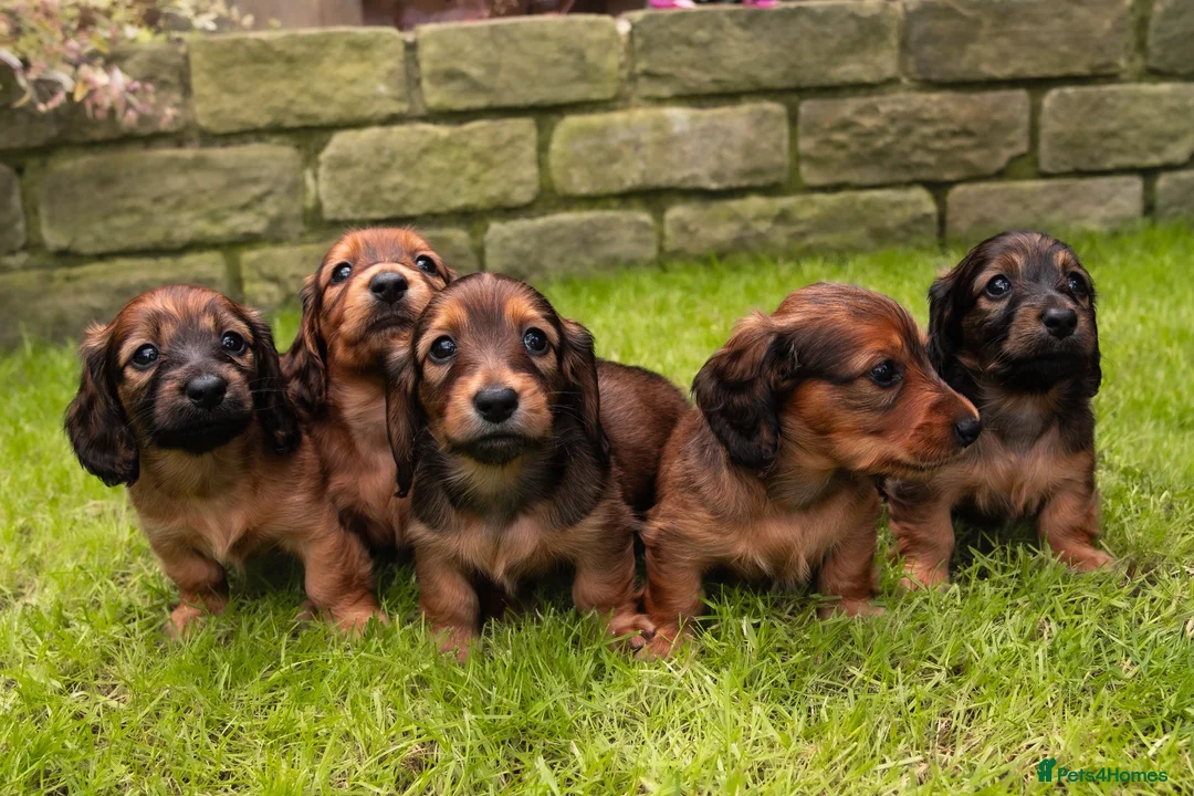 Miniature Dachshund dogs for sale: Champion Lines, Longhaired Miniature dachshunds - Advert 2