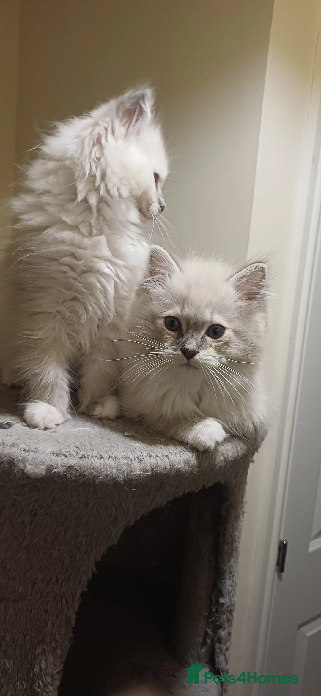 Ragdoll cats for sale: Beautiful litter available  - Advert 11