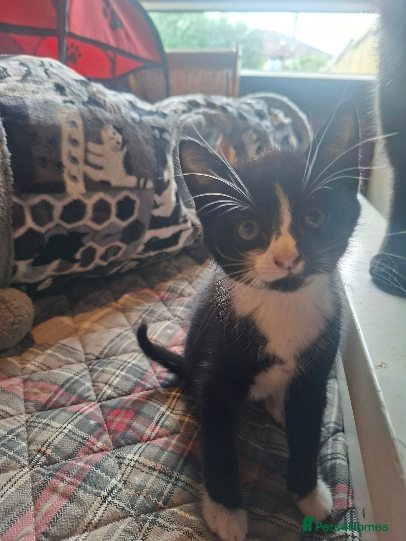 Mixed Breed cats Last female kitten - Advert 3