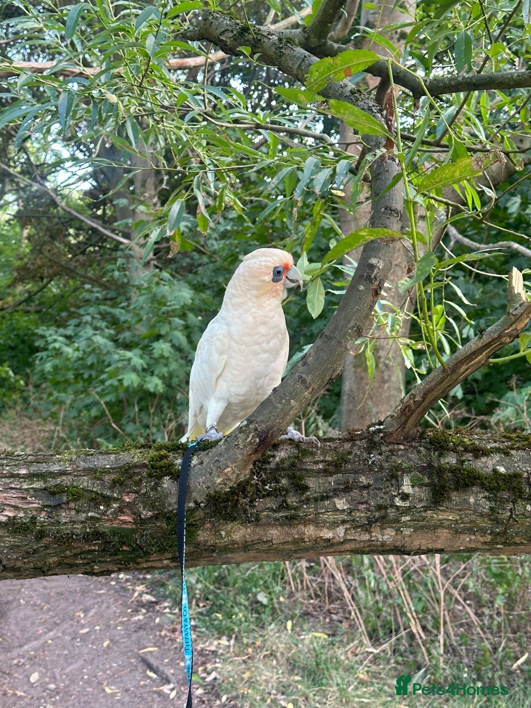 Cockatoo birds for sale: Corella cockatoo - Advert 3