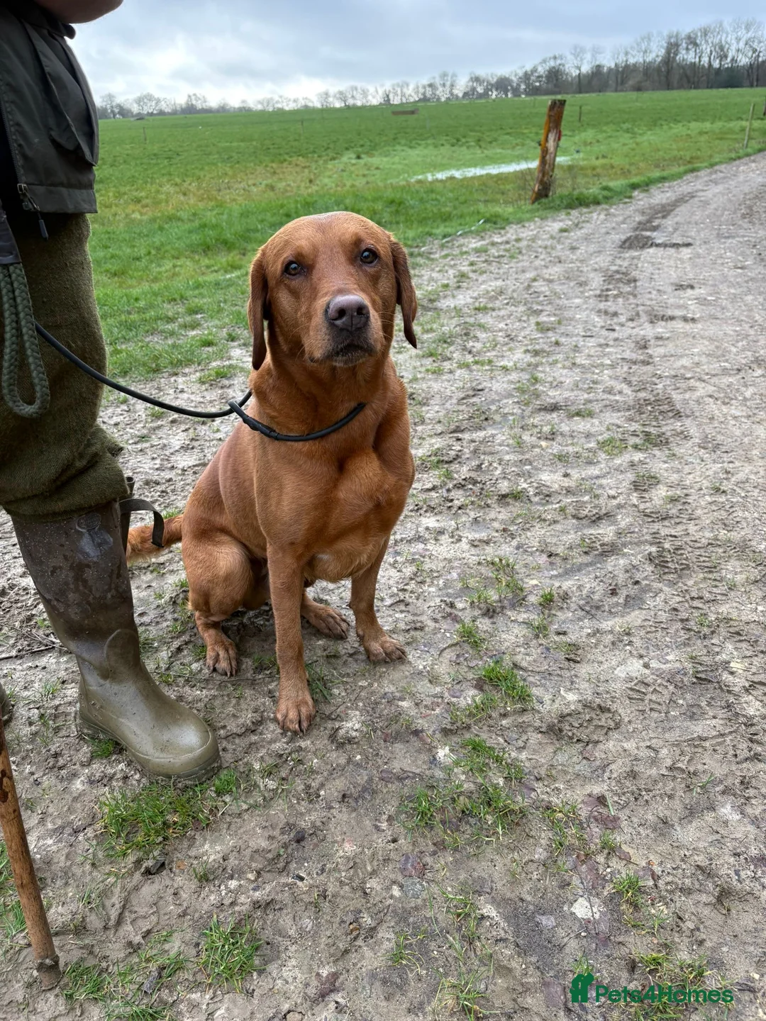 Labrador Retriever dogs for stud: KC working lab for stud in Guildford - Advert 6