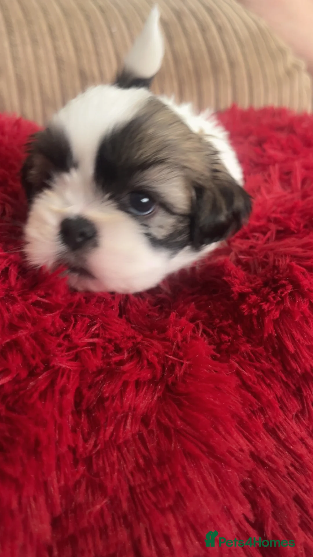 Shih Tzu dogs for sale: Beautiful litter of puppy’s  - Advert 18