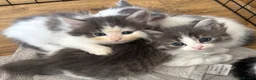 Persian cats for sale: Beautiful Persian Kittens  - Advert 26