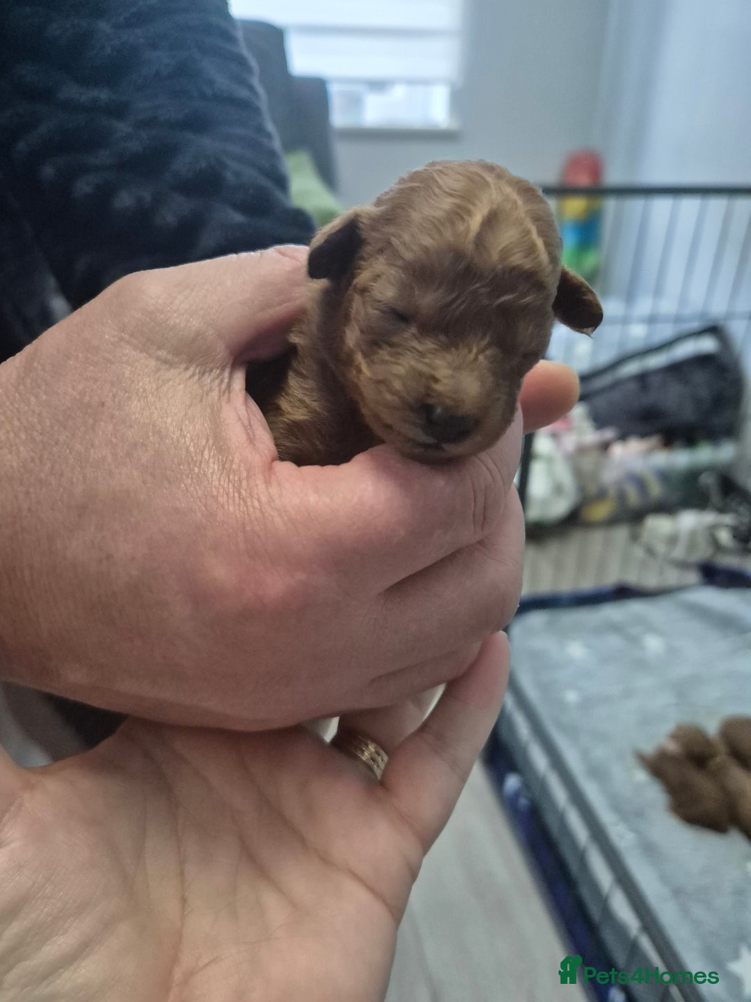 Toy Poodle dogs for sale: Toy Poodle  - Image 8