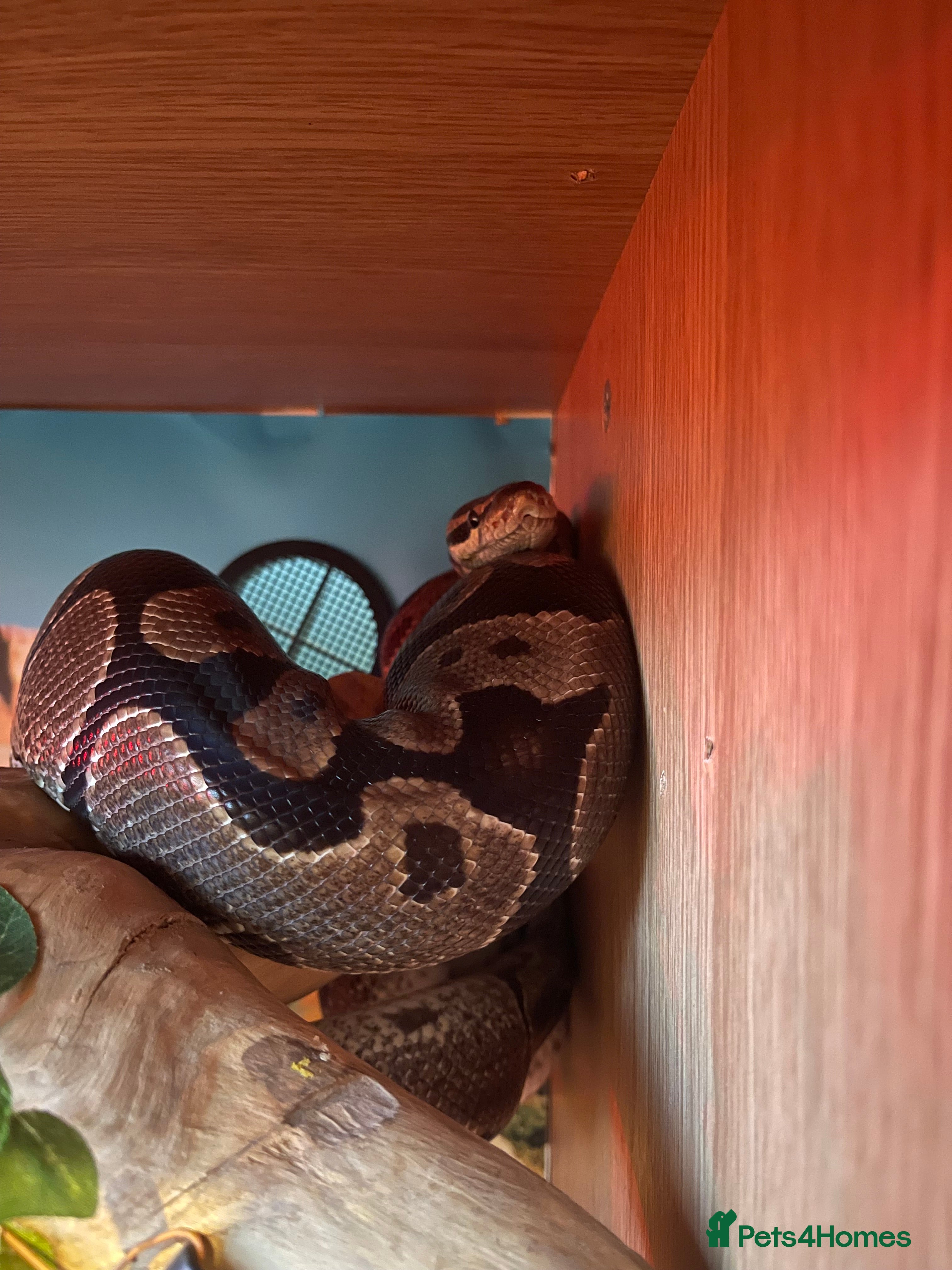 Python Snake reptiles Female Royal Python  - Advert 20