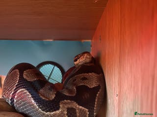 Python Snake reptiles Female Royal Python - Advert 10