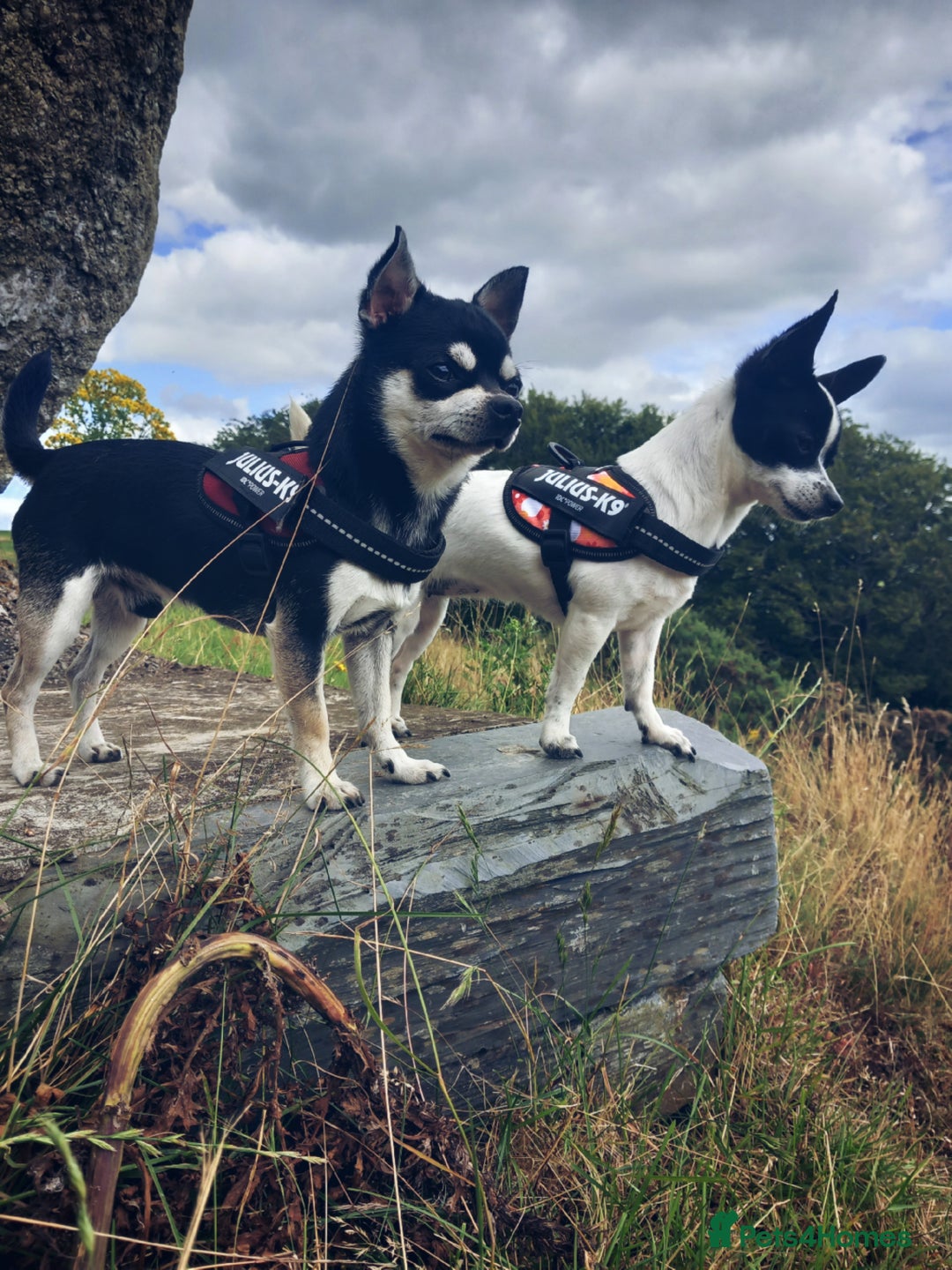 Chihuahua dogs for sale: Male Chihuahua puppy - Advert 5