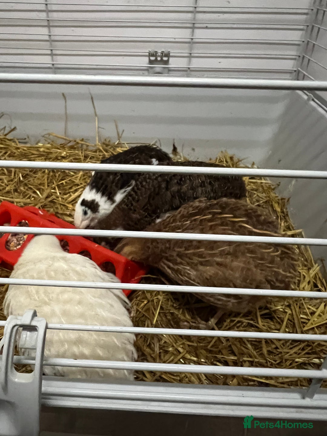 Quail poultry for sale: Mixed Quails for sale  - Advert 1