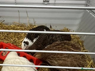 Quail poultry Mixed Quails for sale - Advert 4