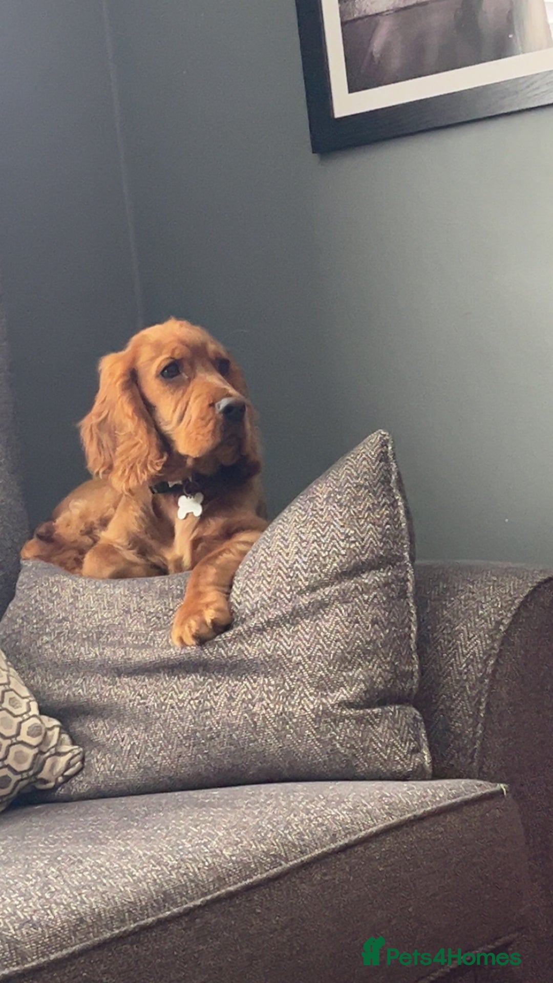 Cocker Spaniel dogs for sale: Male Cockerspaniel  - Image 3