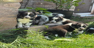 Border Collie dogs - Advert 4