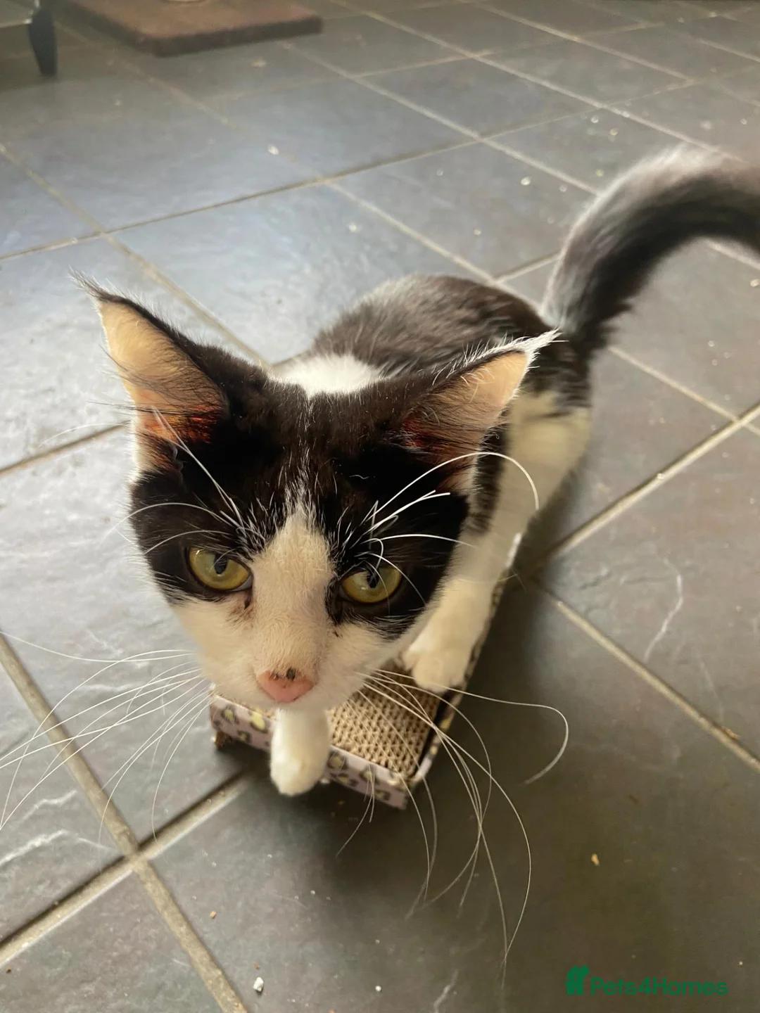 Mixed Breed cats for sale: 2 Male Kittens  in Newcastle upon Tyne - Advert 1