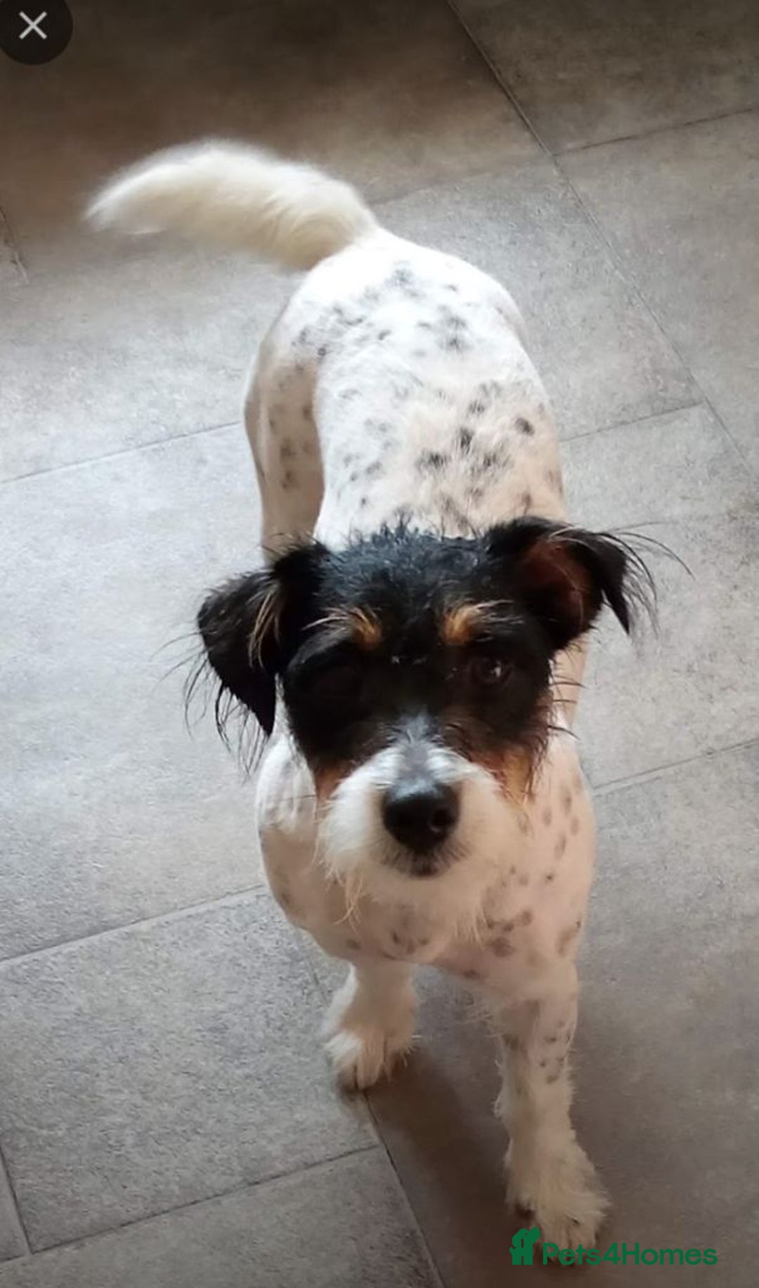 Jack Russell dogs for sale: JRT Female - Image 2