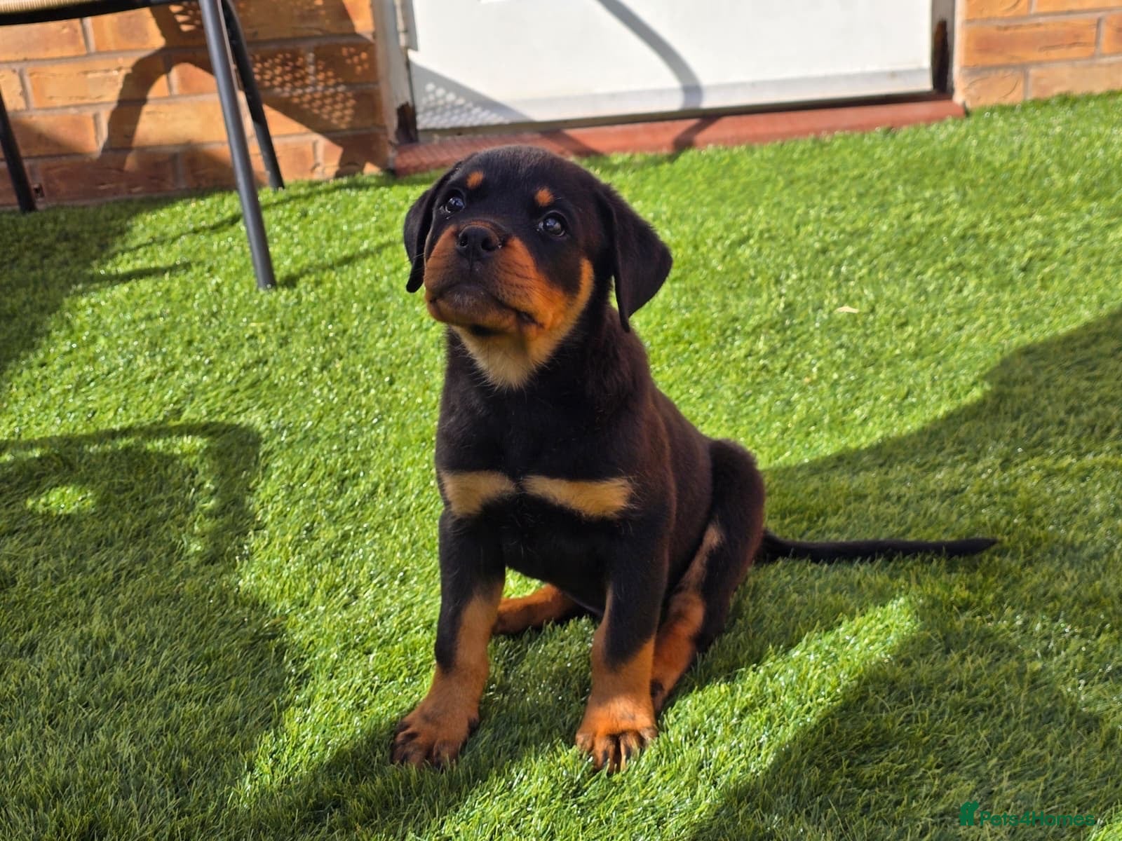 Rottweiler dogs 9 Week Rottweiler German X Serbian - Advert 1