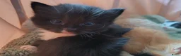 Mixed Breed cats for sale: Beautiful long haired kittens - Advert 6