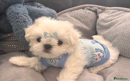 Maltese dogs for sale: 🌟Just One Left 🌟Bambelina Maltese🌟 - Image 10
