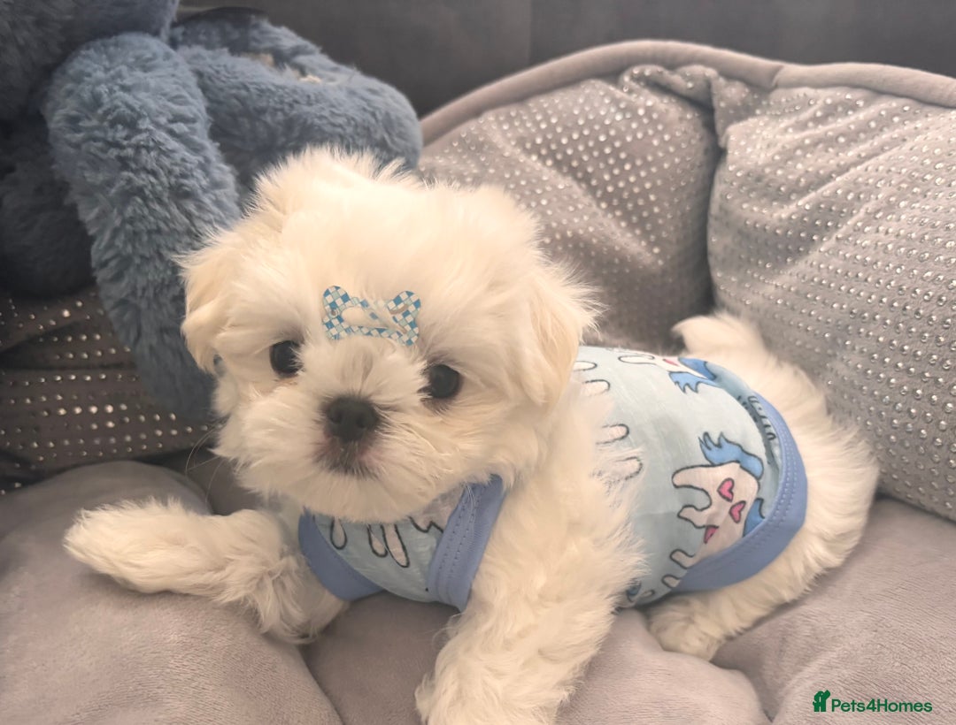 Maltese dogs for sale: 🌟Just One Left 🌟Bambelina Maltese🌟 - Image 10