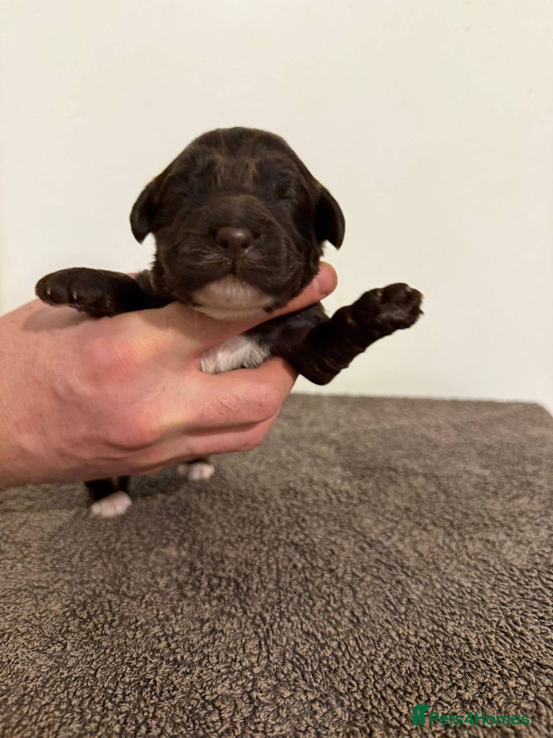 Cockapoo dogs for sale: Beautiful miniature cockapoos  - Advert 2