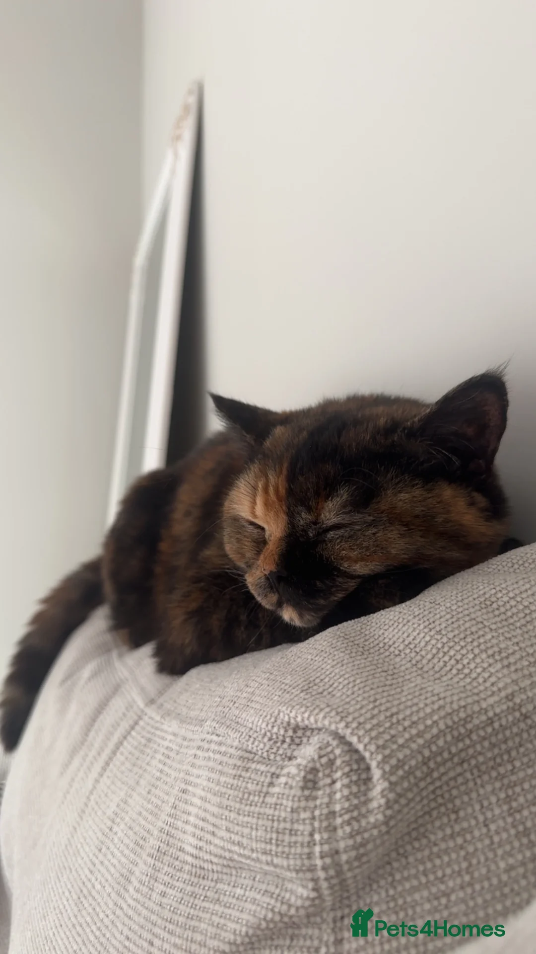 British Shorthair cats for sale: Beautiful British shorthair  - Advert 1