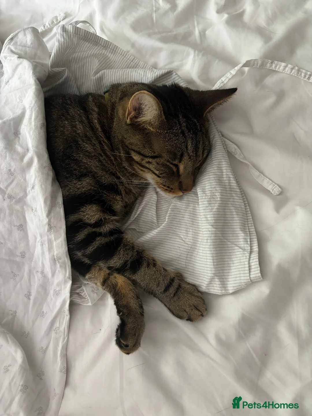 Mixed Breed cats for sale: Murphy - Friendly Indoor | Looking for Loving Home - Advert 9