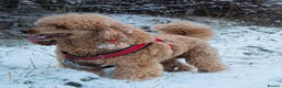 Miniature Poodle dogs for stud: Red KC registered miniature poodle - Health tested in Livingston - Advert 8