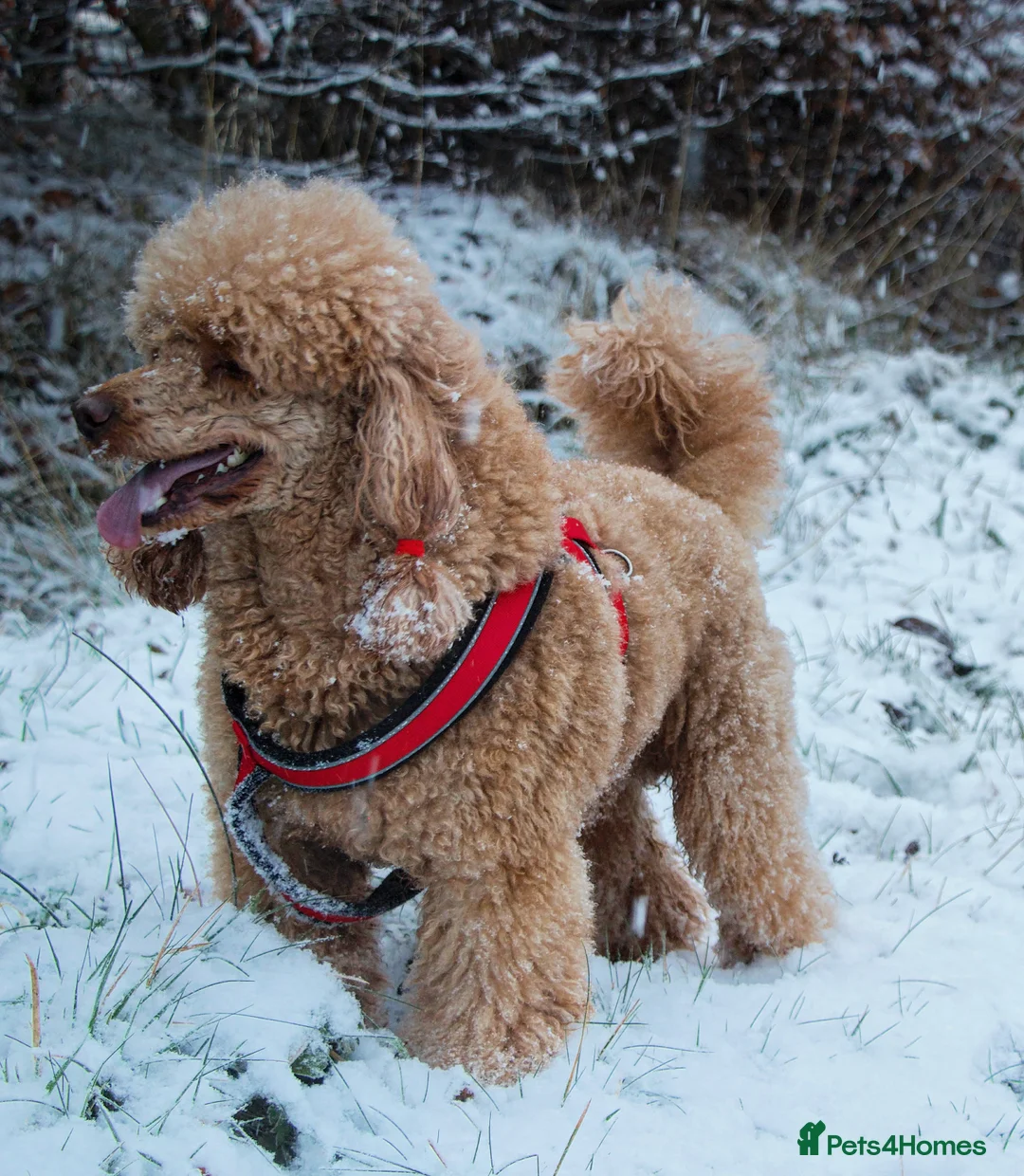 Miniature Poodle dogs for stud: Red KC registered miniature poodle - Health tested in Livingston - Advert 8
