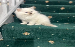 Ragdoll cats for sale: Extremely white Ragdoll boy! - Image 1