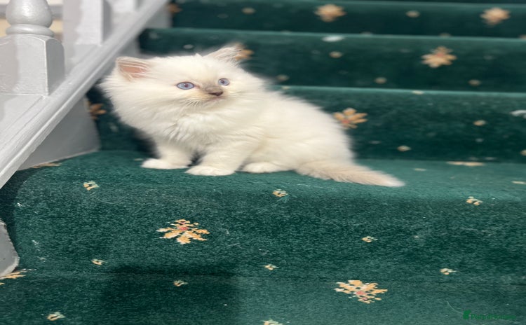 Ragdoll cats - Advert 15