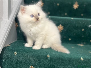 Ragdoll cats - Advert 11