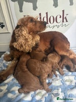 Cockapoo dogs - Advert 4
